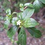 Rauvolfia viridis Flower