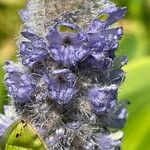 Pontederia cordata Fula