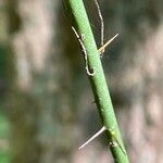 Smilax tamnoides Rinde