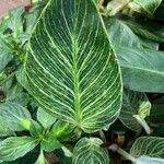 Calathea ornata Leaf