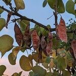 Cercis griffithii Hedelmä