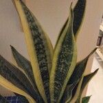 Sansevieria trifasciata Folha