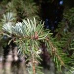 Picea omorika ഇല