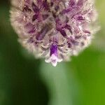 Trichostachys aurea Flor