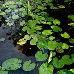 Nymphaea odorata Leaf