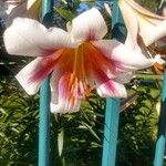 Lilium regale പുഷ്പം