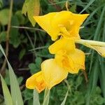 Gladiolus dalenii Floare