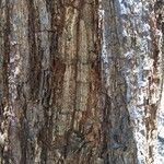 Cussonia arborea Bark