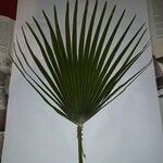 Chamaerops humilis Yaprak