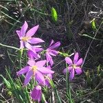 Colchicum cupanii Blüte