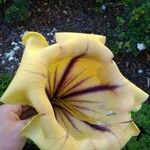 Solandra maxima Flower