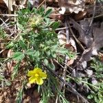 Fumana procumbens Yaprak