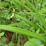 Carex pendula Leaf