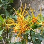 Strophanthus speciosus Flower