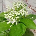 Ixora finlaysoniana Flower