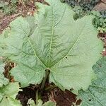 Rheum palmatum Blatt