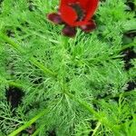 Adonis annua Feuille