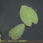 Caldesia parnassifolia Blatt