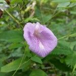 Clitoria mariana 花