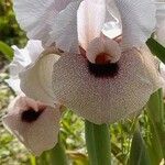 Iris lortetii ᱵᱟᱦᱟ