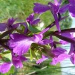 Anacamptis palustris Flor