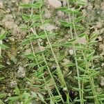 Astragalus sesameus Leaf