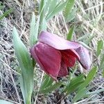 Fritillaria tubaeformis Õis