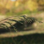 Festuca arundinacea autre