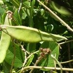 Canavalia rosea Fruit