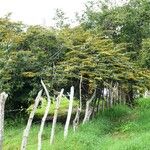 Combretum fruticosum Plante entière