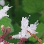 Plectranthus madagascariensis Flor