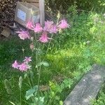 Aquilegia nigricansFlower