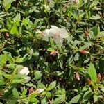 Tibouchina mutabilis Flower