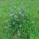 Carthamus caeruleus 形態