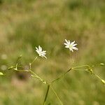 Stellaria graminea Cvet