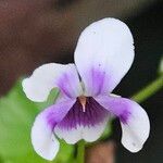 Viola hederacea Květ