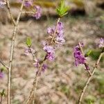 Daphne mezereumFlors