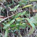 Jumellea confusa Hábito