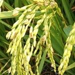 Oryza sativa Frucht