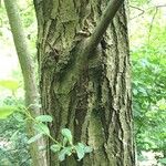 Salix atrocinerea Corteccia