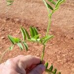 Vicia disperma 叶