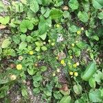 Trifolium aureum موطن