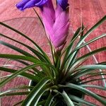 Tillandsia guatemalensis Агульны выгляд