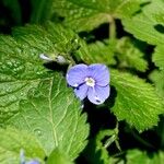 Veronica chamaedrys Leaf