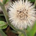 Hieracium sabaudum Fruit