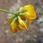 Hippocrepis scorpioides Çiçek