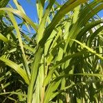 Phragmites australisЛіст