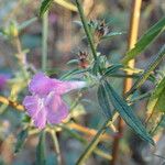 Galeopsis angustifolia Blad