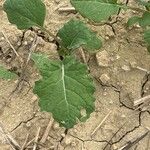 Brassica napusपत्ता