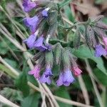 Pulmonaria officinalisÇiçek